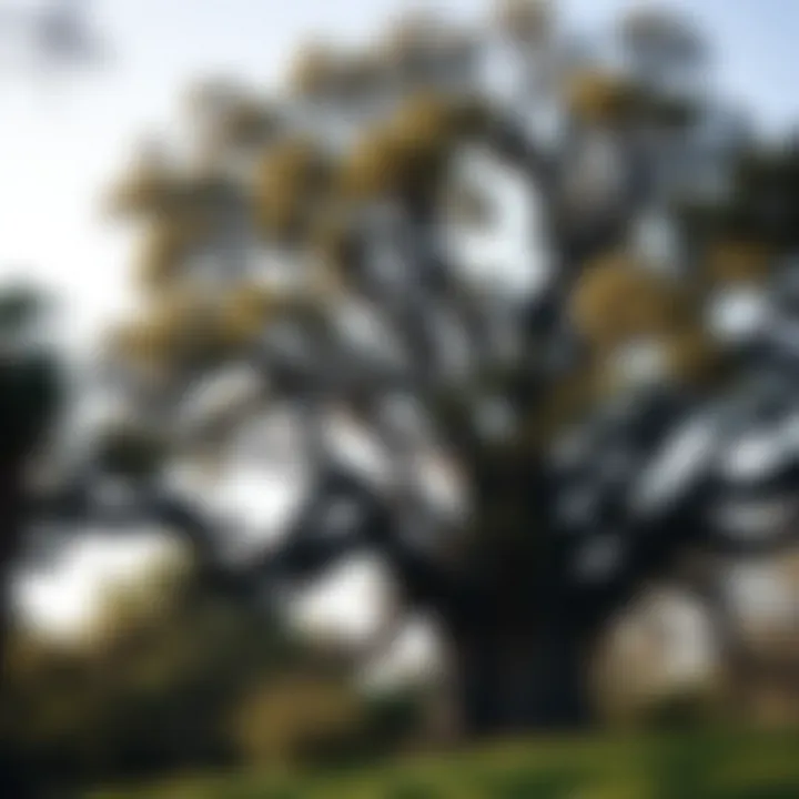 Majestic oak trees towering in Los Angeles woodland