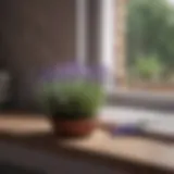 Lavender plant thriving on a windowsill