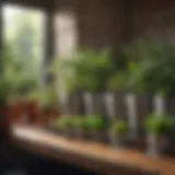 An organized indoor herb garden in small pots