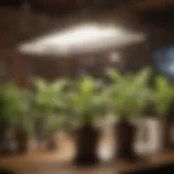 Different types of indoor grow lights for herbs displayed on a table