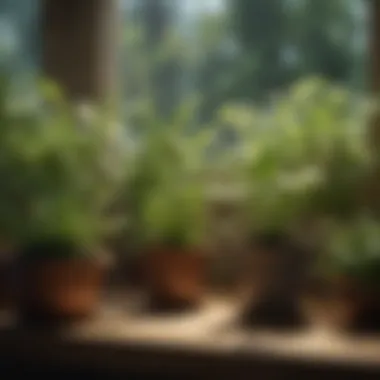 Herbs Thriving in Varied Lighting Conditions Herbs thriving under diverse lighting conditions