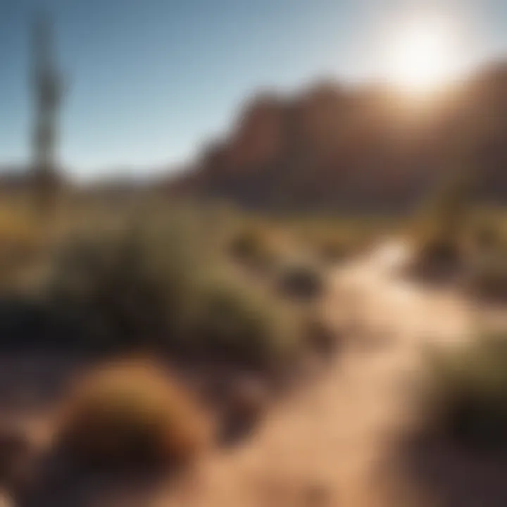 A beautiful desert landscape showcasing the unique flora of the region.